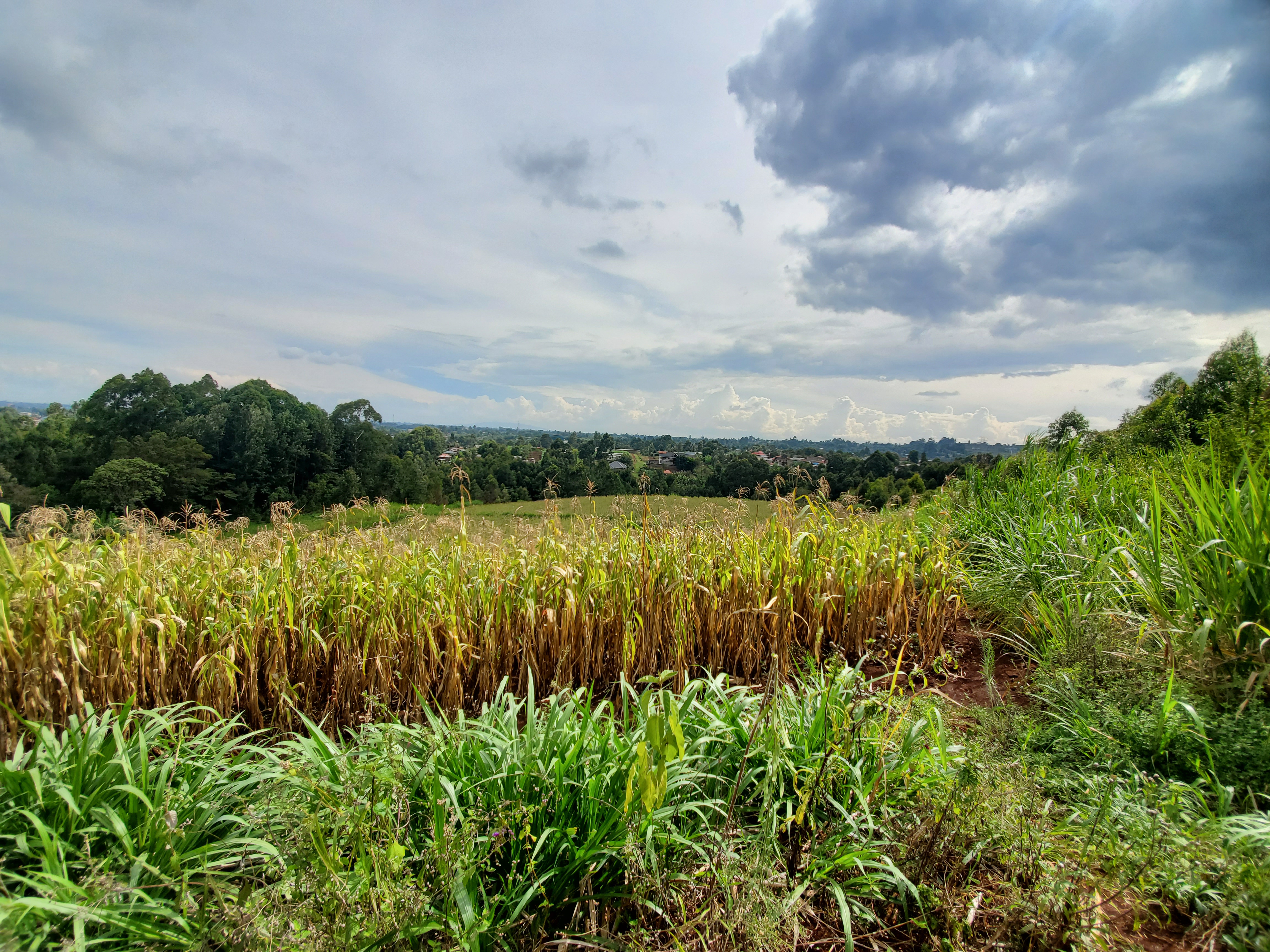 2 ACRES FOR SALE – TIGONI - Image 2