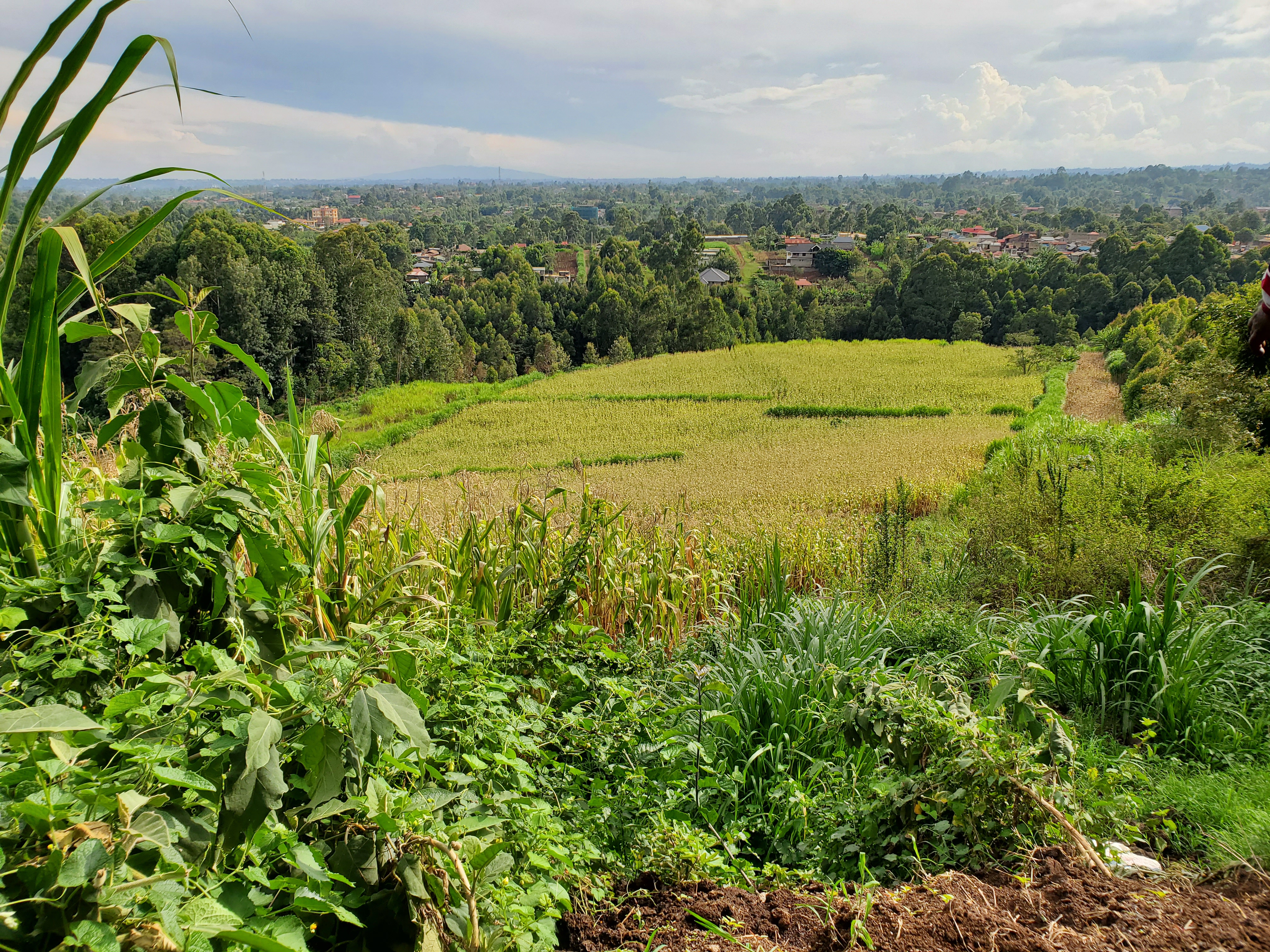 2 ACRES FOR SALE – TIGONI - Image 5