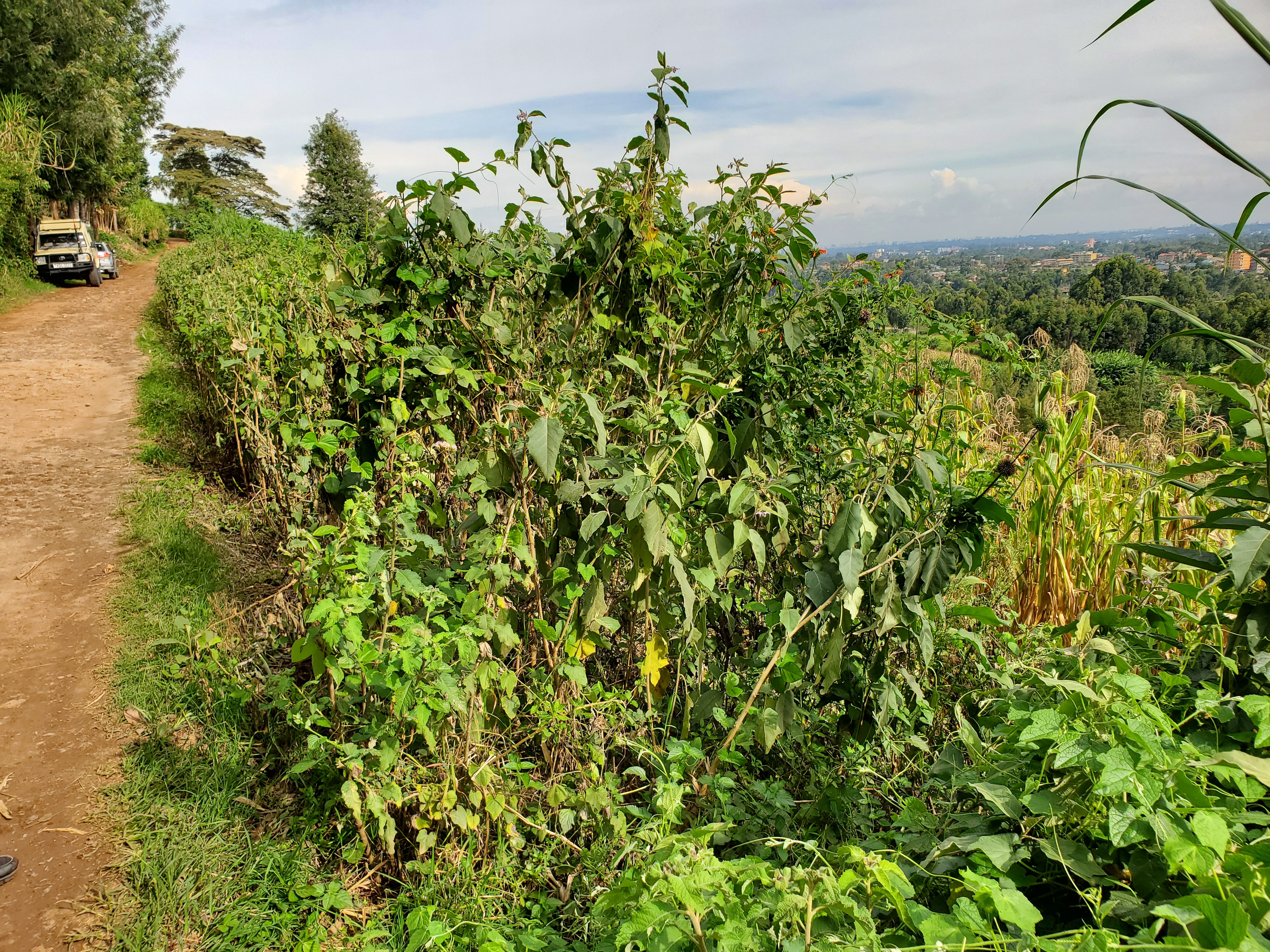 2 ACRES FOR SALE – TIGONI - Image 6